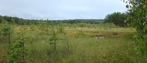 Torfowisko przejściowe na Kaszubach