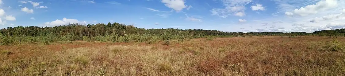 Panorama torfowiska