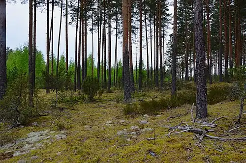 Las sosnowy na obszarze rezerwatu (2015)