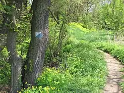 Półdziki fragment na wschód od Mydlnik