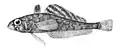 Pseudotrematomus lepidorhinus