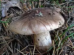 Gąska białobrązowa