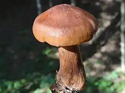 Gąska żółtobrunatna