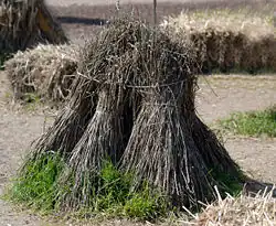 Mendel ze snopków orkiszu