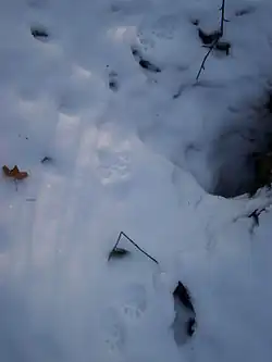 Tropy kuny w skokach, prawdopodobnie kamionki