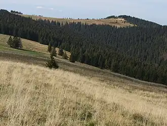 Widok z polany na Czoło Turbacza