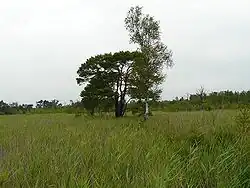 Użytek ekologiczny „Bagna Jasieńskie”