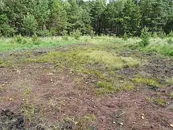 Stanowisko ponikła wielołodygowego