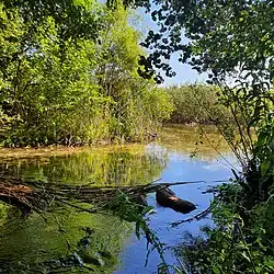 Ujście Gwdy z jeziora Wierzchowo