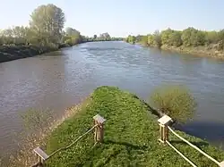 Ujście Wisłoka do Sanu w Głogowcu