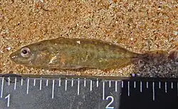 Pungitius platygaster