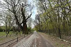 Dąb w perspektywie ul. Nowoursynowskiej