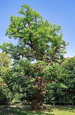 Największy z dębów w Ivenack