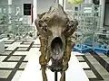 Skamieniała czaszka Ursus spelaeus, Muzeum Geologiczne Państwowego Instytutu Geologicznego w Warszawie