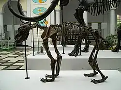 Niedźwiedź jaskiniowy (Ursus spelaeus Rosenmüller) z jaskiń ojcowskich