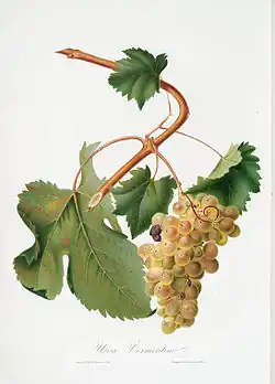 Vermentino (b.)