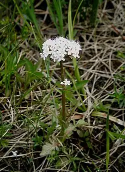 Kozłek dwupienny V. dioica
