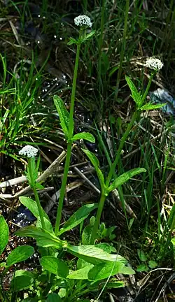 Kozłek całolistny V. simplicifolia