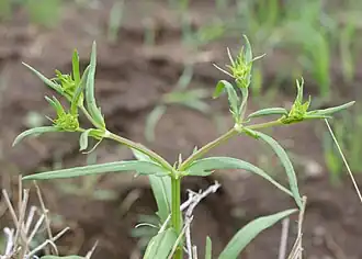 Górne liście i podsadki