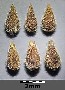 Owoce odm. eriosperma