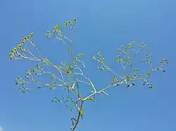 Pokrój w czasie owocowania