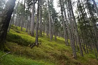 Las na terenie parku narodowego (2015)