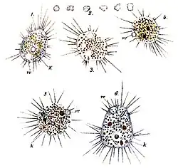 V. pendula:jądro, trofozoit