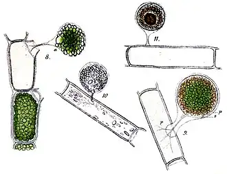 V. pendula:cysta pokarmowa