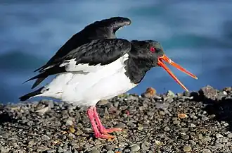 Odmiana srokata (ang. pied)