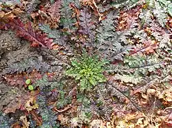 Rozeta liści odziomkowych