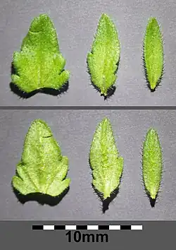 Liście środkowe i najwyższe