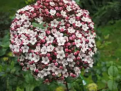 Podgatunek subcordatum