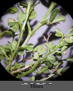 Liście w dole pędu