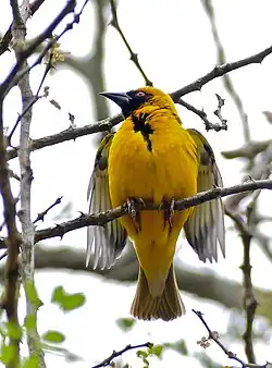 Wikłacz zmienny (samiec)