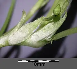 Przylistki i pąk kwiatowy