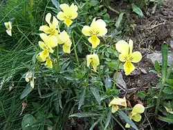 Fiołek żółty sudecki