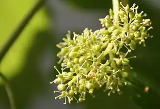 Fragment kwiatostanu podczas kwitnienia