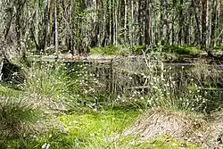 Wełnianki pochwowate nad wiosennym rozlewiskiem przy jez. Torfy.