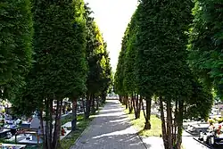 Jedna z alejek na józefowieckim cmentarzu