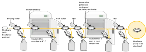 Wiązanie przeciwciał