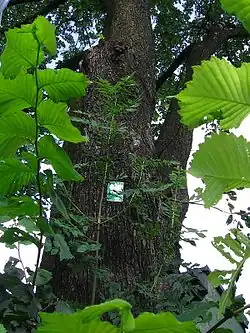 Wiąz na Staszicu (ul. 11 Listopada)