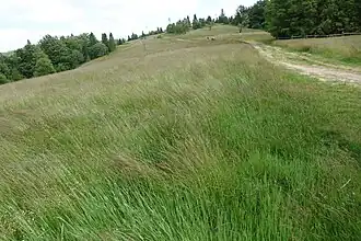 Polana na Wielkiej Cisowej