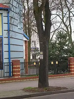 Pieszy Szlak Policki i rowerowy Szlak „Puszcza Wkrzańska” (oznaczenie na drzewie) w Starym Mieście w Policach, ul. Grunwaldzka