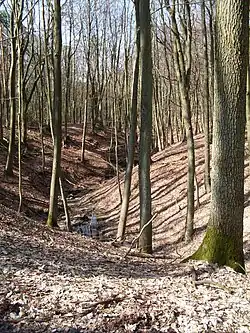 Strumień Grzybnica w okolicy Przęsocina