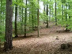 Okolice wsi Siedlice koło Polic