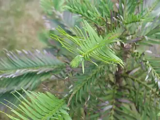 Charakterystyczny układ liści na pędzie w 4 rzędach