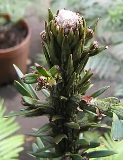 Osłonięty wo­skiem pąk szczy­towy w okresie spoczynku