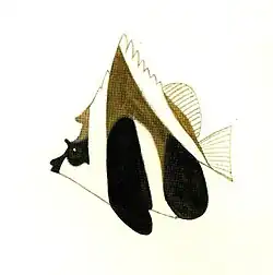 Heniochus pleurotaenia