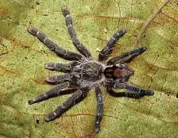 Dorosła samica drzewoszki deszczowej