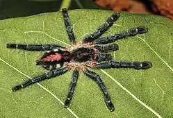 Młodociany osobnik drzewoszki deszczowej